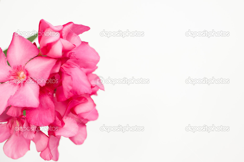 Pink oleander flowers close up isolated on white background