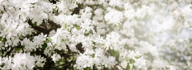 Çiçek açan beyaz elma ağacı çiçekleriyle bahar arkaplanı. Güneş ışığıyla güzel bir doğa sahnesi. Meyve bahçesi soyut bulanık bahar arkaplanı. Paskalya güneşli bir gün. Renkli filtrelenmiş fotoğraf