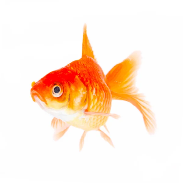 Gold fish. Isolation on the white — Stock Photo, Image