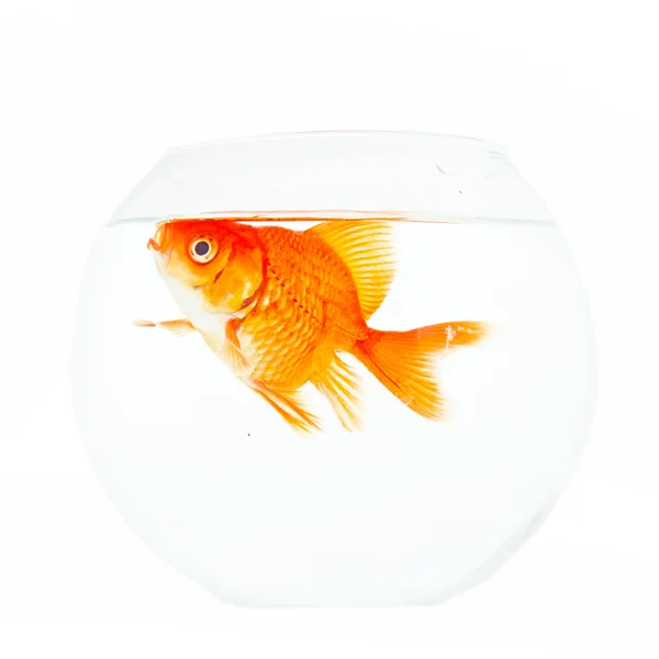 Gold fish. Isolation on the white — Stock Photo, Image