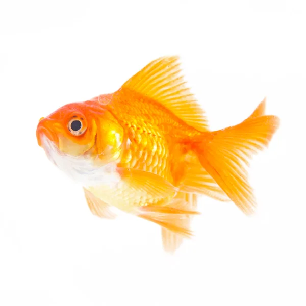Goldfische. Isolation auf der weißen Seite — Stockfoto
