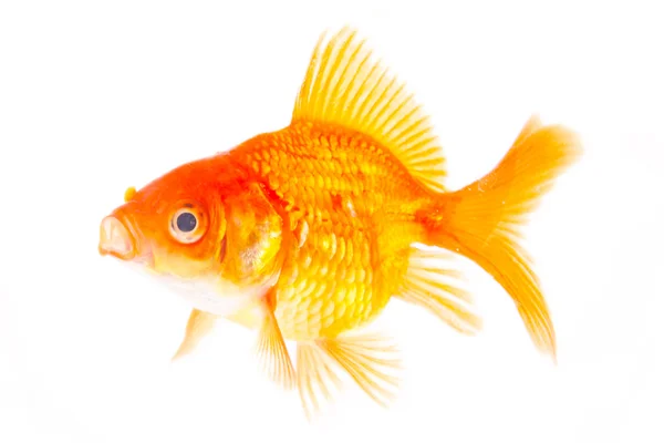 Zlatá ryba. Izolace na bílém — Stock fotografie