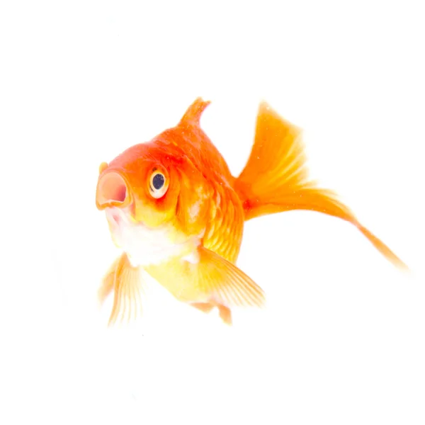 Gold fish. Isolation on the white — Stock Photo, Image