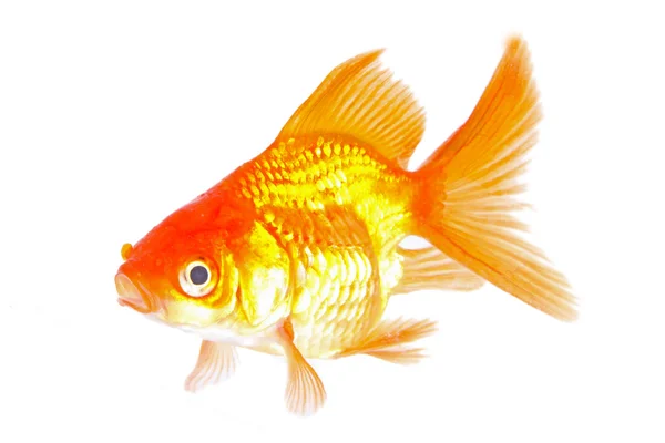 Золотая рыбка. Изоляция на белом Лицензионные Стоковые Изображения