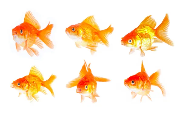 Zestaw złotą rybkę. izolacji na biały — Zdjęcie stockowe