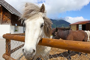 Yaz aylarında, İsviçre Alpleri'nde komik beyaz at