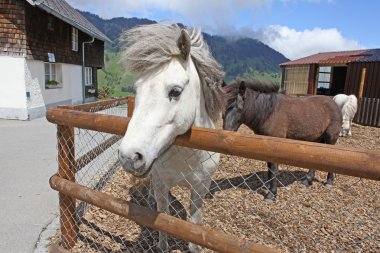 Yaz aylarında, İsviçre Alpleri'nde komik beyaz at