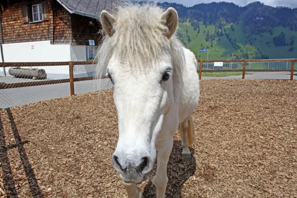 Lustiges weißes Pferd in den Schweizer Alpen zur Sommerzeit — Stockfoto
