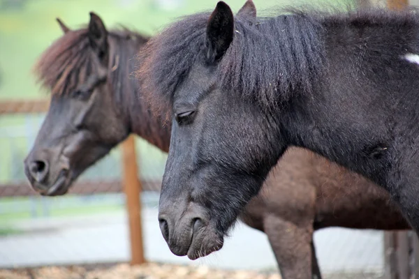 Drôle de chevaux bruns à la ferme, pris dans les Alpes suisses — Photo