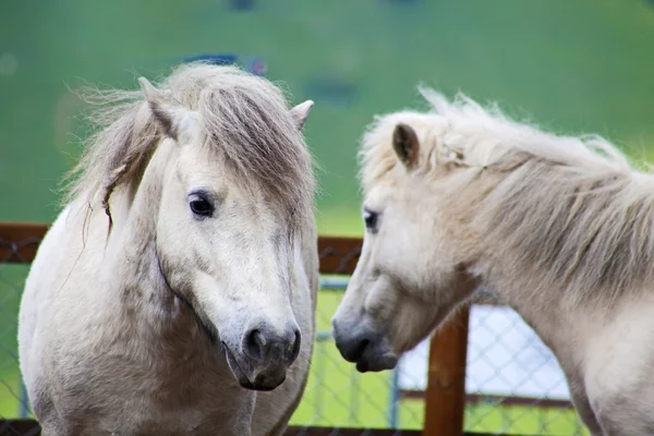 Pâturage des chevaux blancs dans les Alpes suisses en été — Photo