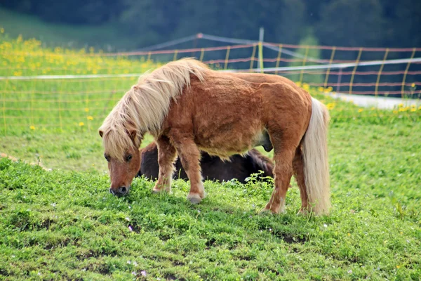 Bel cavallo marrone nelle Alpi svizzere — Foto Stock