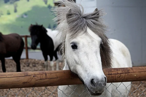 Schöne und lustige weiße Pferde auf einem Bauernhof in den Schweizer Alpen — Stockfoto