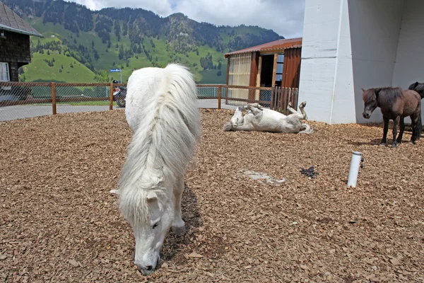 Schöne und lustige weiße Pferde auf einem Bauernhof in den Schweizer Alpen — Stockfoto