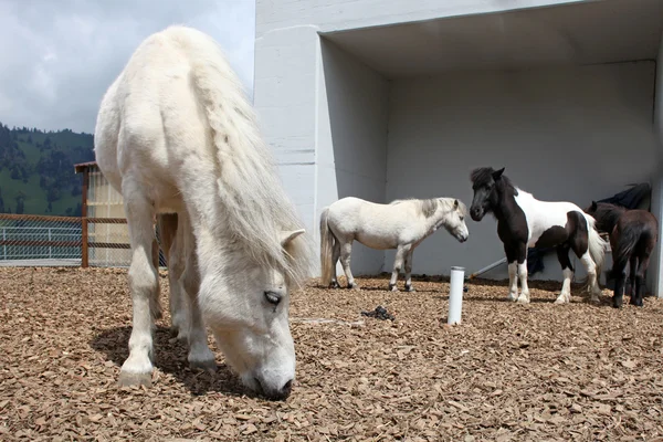 Schöne und lustige weiße Pferde auf einem Bauernhof in den Schweizer Alpen — Stockfoto