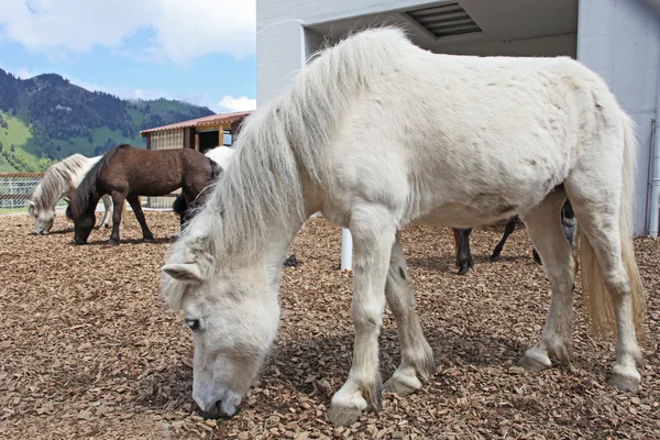 Funny white horse in Swiss Alps at summertime — Stock Photo, Image