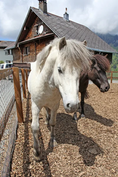Забавная белая лошадь в швейцарских Альпах летом — стоковое фото