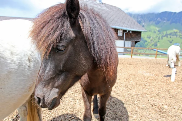 Lustiges weißes Pferd in den Schweizer Alpen zur Sommerzeit — Stockfoto