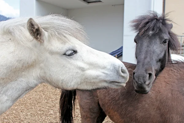 Beaux et drôles chevaux blancs à la ferme prise en Suisse Alpes — Photo