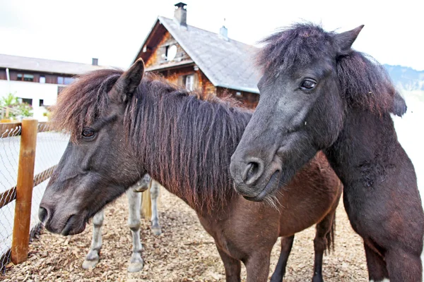 Lustige braune Pferde auf Bauernhof, aufgenommen in den Schweizer Alpen — Stockfoto