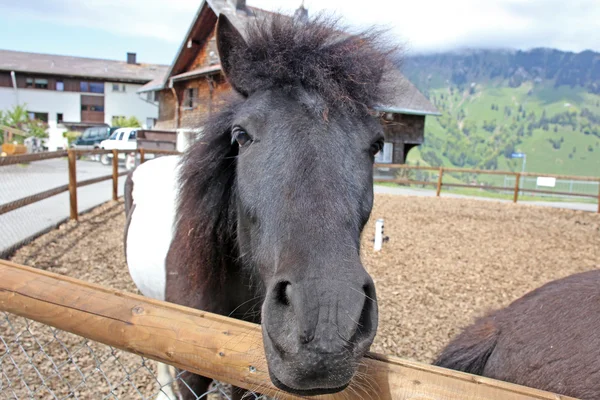Drôle de chevaux bruns à la ferme, pris dans les Alpes suisses — Photo