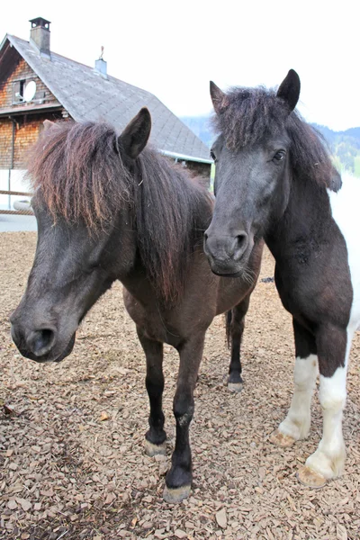 Drôle de chevaux bruns à la ferme, pris dans les Alpes suisses — Photo