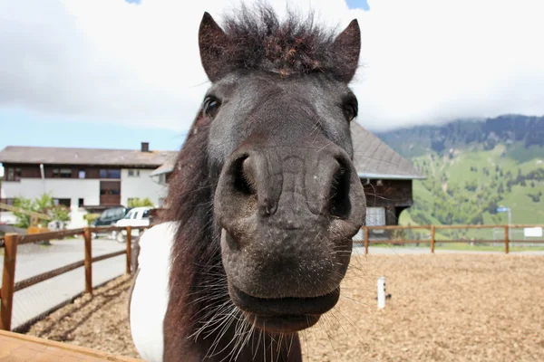 Lustige braune Pferde auf Bauernhof, aufgenommen in den Schweizer Alpen — Stockfoto