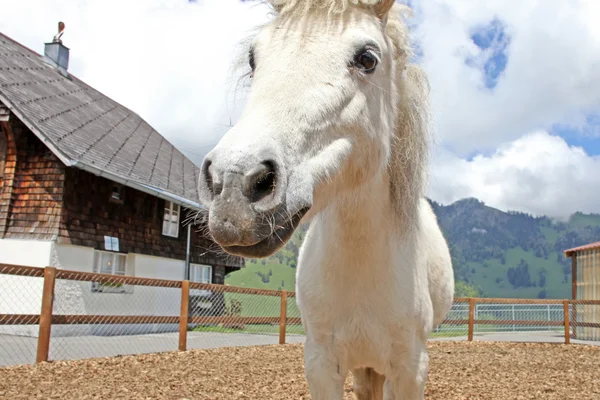 Drôle de cheval blanc dans les Alpes suisses en été — Photo