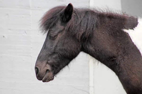 Cavalos castanhos engraçados na fazenda, tomados em Alpes Suíços — Fotografia de Stock