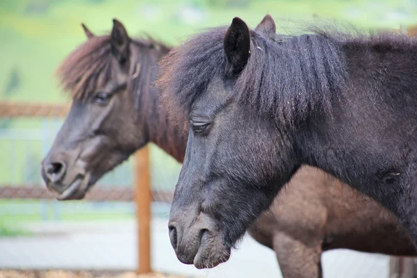 Grappige bruin paarden bij Hoeve, genomen in de Zwitserse Alpen — Stockfoto