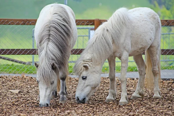 Grazing white horses in the swiss alps in summer — Stock Photo, Image