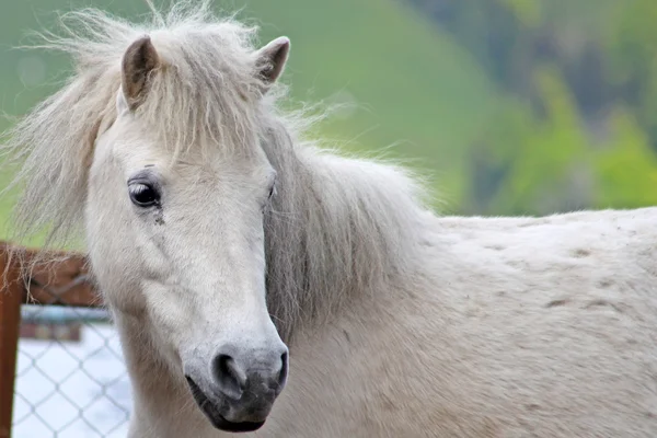 Weidende weiße Pferde in den Schweizer Alpen im Sommer — Stockfoto