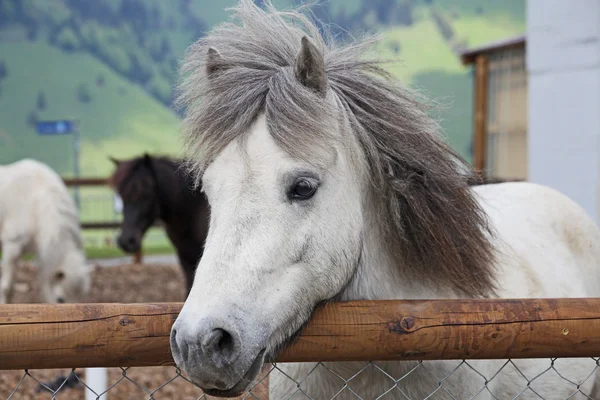 Schöne und lustige weiße Pferde auf einem Bauernhof in den Schweizer Alpen — Stockfoto