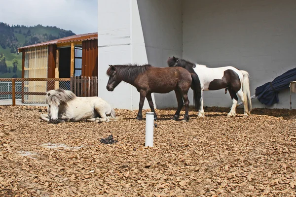 Beautiful and funny white horses on farm taken in Switzerland Alps — Stock Photo, Image