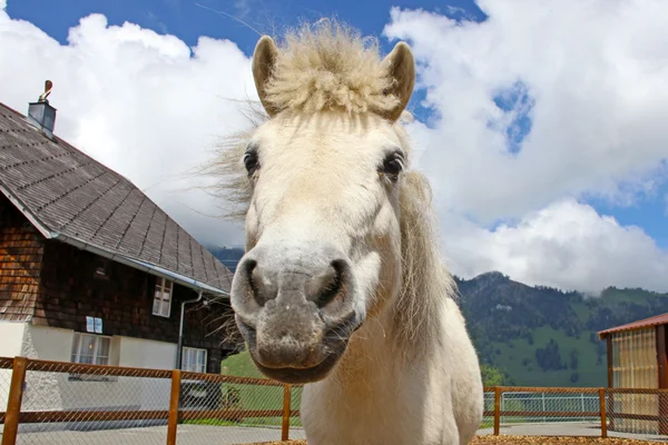 Funny white horse in Swiss Alps at summertime — Stock Photo, Image