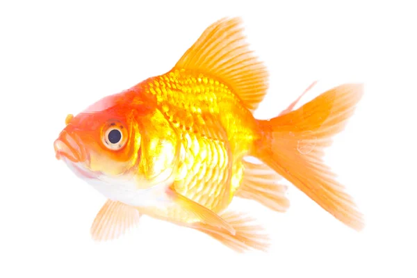 Zlatá ryba. Izolace na bílém — Stock fotografie