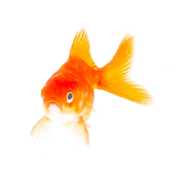 Złota ryba. Izolacja na białym — Zdjęcie stockowe