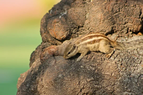 Chipmunk, de grijze eekhoorn, op de boom in delhi — Stockfoto