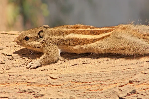 Chipmunk, de grijze eekhoorn, op de boom in delhi — Stockfoto