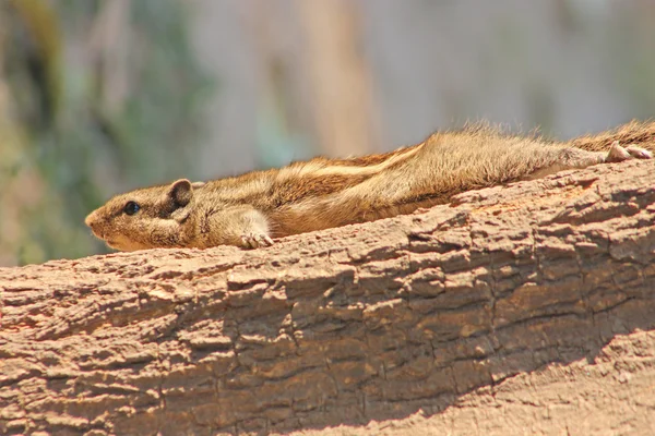 Chipmunk, lo scoiattolo grigio, sull'albero di Delhi — Foto Stock