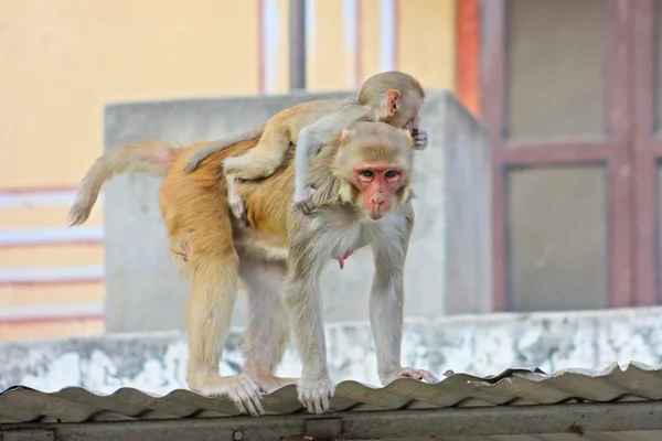 India, Rajasthan, Jaipur, monyet India — Stok Foto