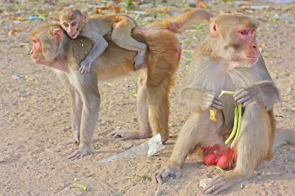 Índia, Rajastão, Jaipur, macacos indianos — Fotografia de Stock