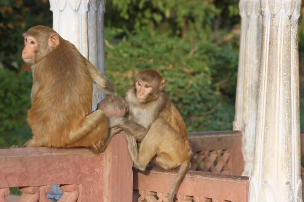 Ινδία, rajasthan, Τζαϊπούρ, ινδική πιθήκους — Φωτογραφία Αρχείου