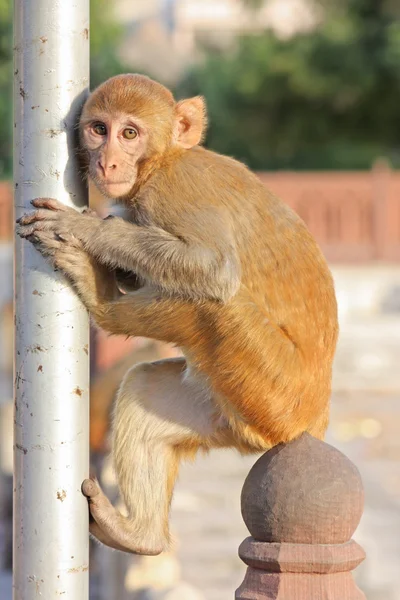 India, jaipur, rajasthan, Indiase apen — Stockfoto