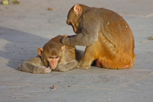 India, Rajasthan, Jaipur, monyet India — Stok Foto