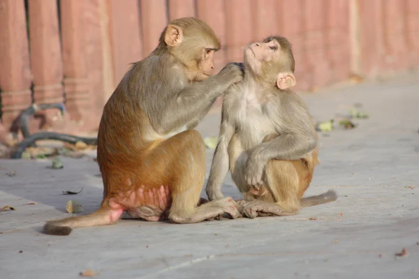 India, Rajasthan, Jaipur, monyet India — Stok Foto