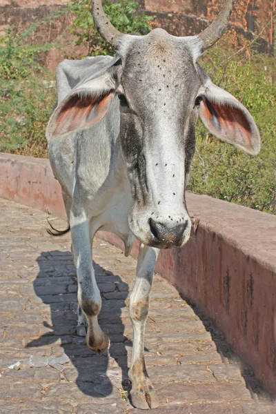Vaca sagrada india frente a la típica casa india, Orchha, Madhya Pradesh, India — Foto de Stock