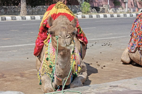 Wielbłąd Festiwal w bikaner, Indie — Zdjęcie stockowe