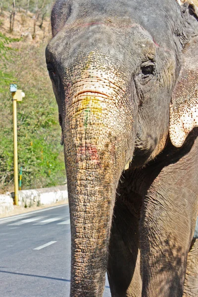 Éléphant. Inde, Jaipur, État du Rajasthan — Photo