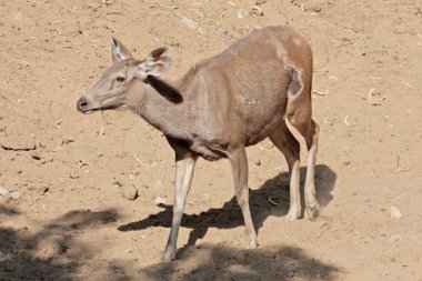 komik geyik alınan Hayvanat Bahçesi, jaipur, rajastan, Hindistan