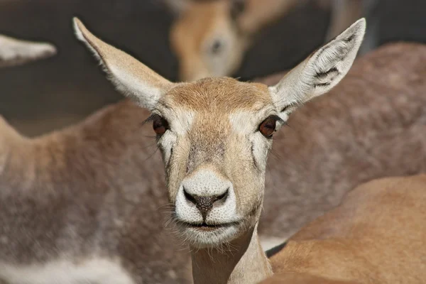 Funny deer taken in Zoo, Jaipur, Rajastan, India — Stock Photo, Image